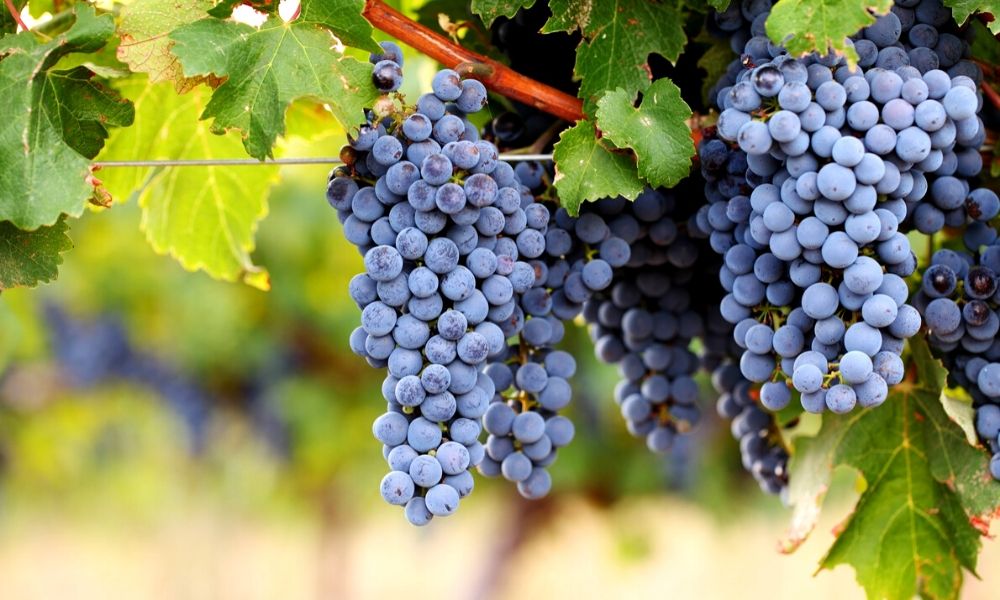 La Storia Affascinante del Cabernet: dalle Origini al&nbsp;Calice