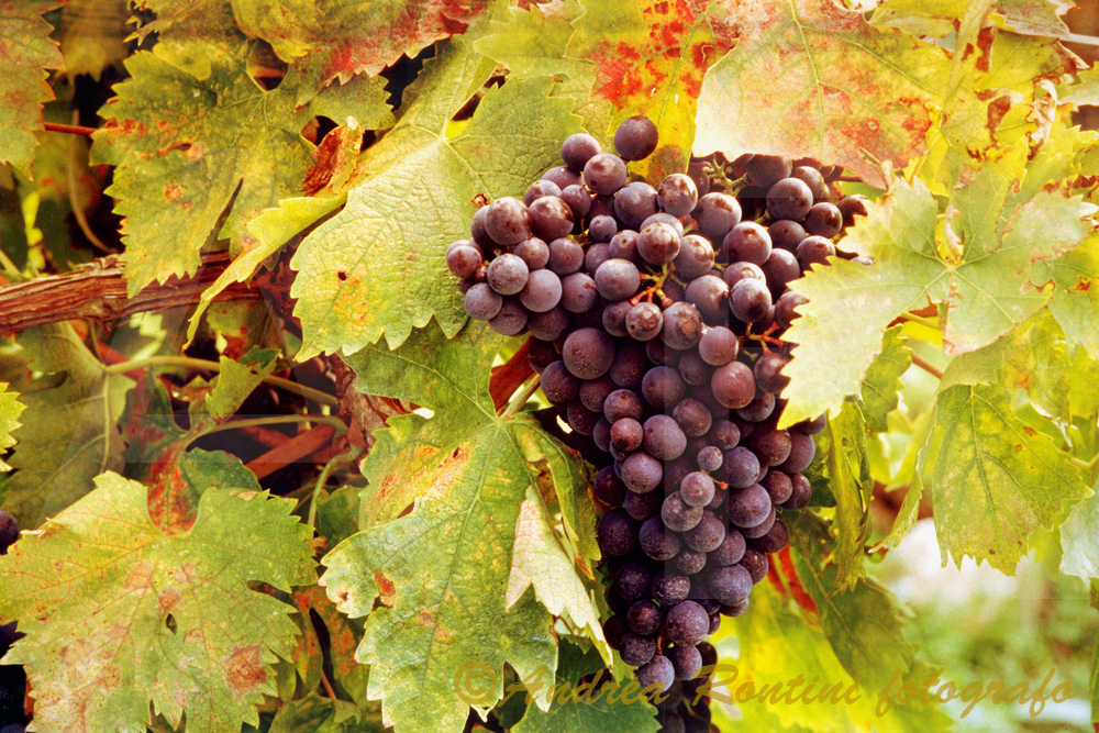 La Storia del Sangiovese: dalle Origini al Successo&nbsp;Globale