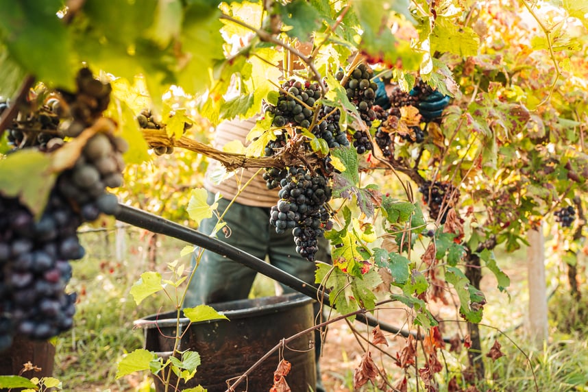 Vini Autoctoni Italiani da Conoscere&nbsp;Subito