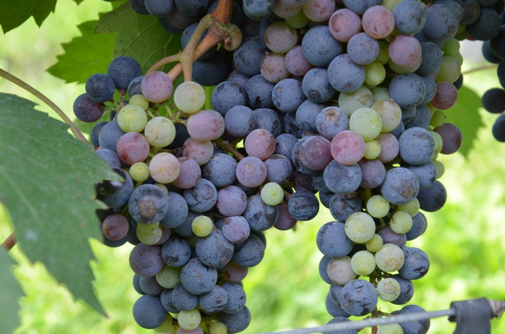 Raboso del Piave: l’evento da non&nbsp;perdere