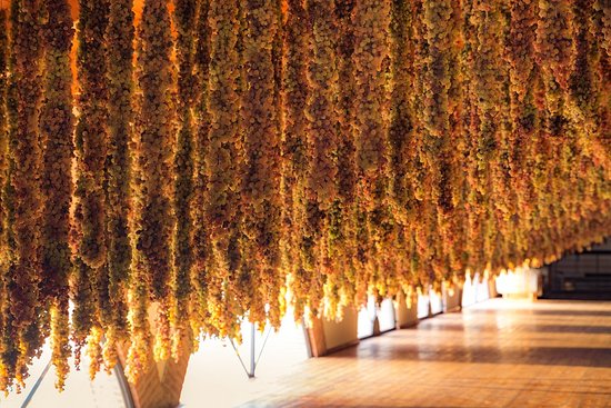 Passiti veneti e formaggi: un incontro&nbsp;sorprendente