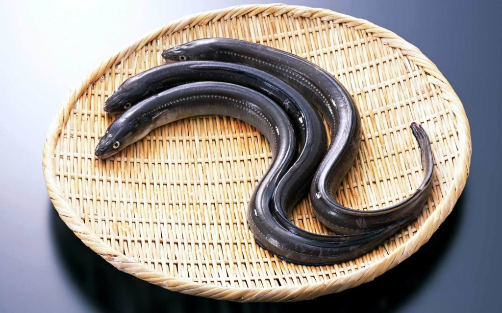 Origini vere dell’anguilla di&nbsp;Comacchio