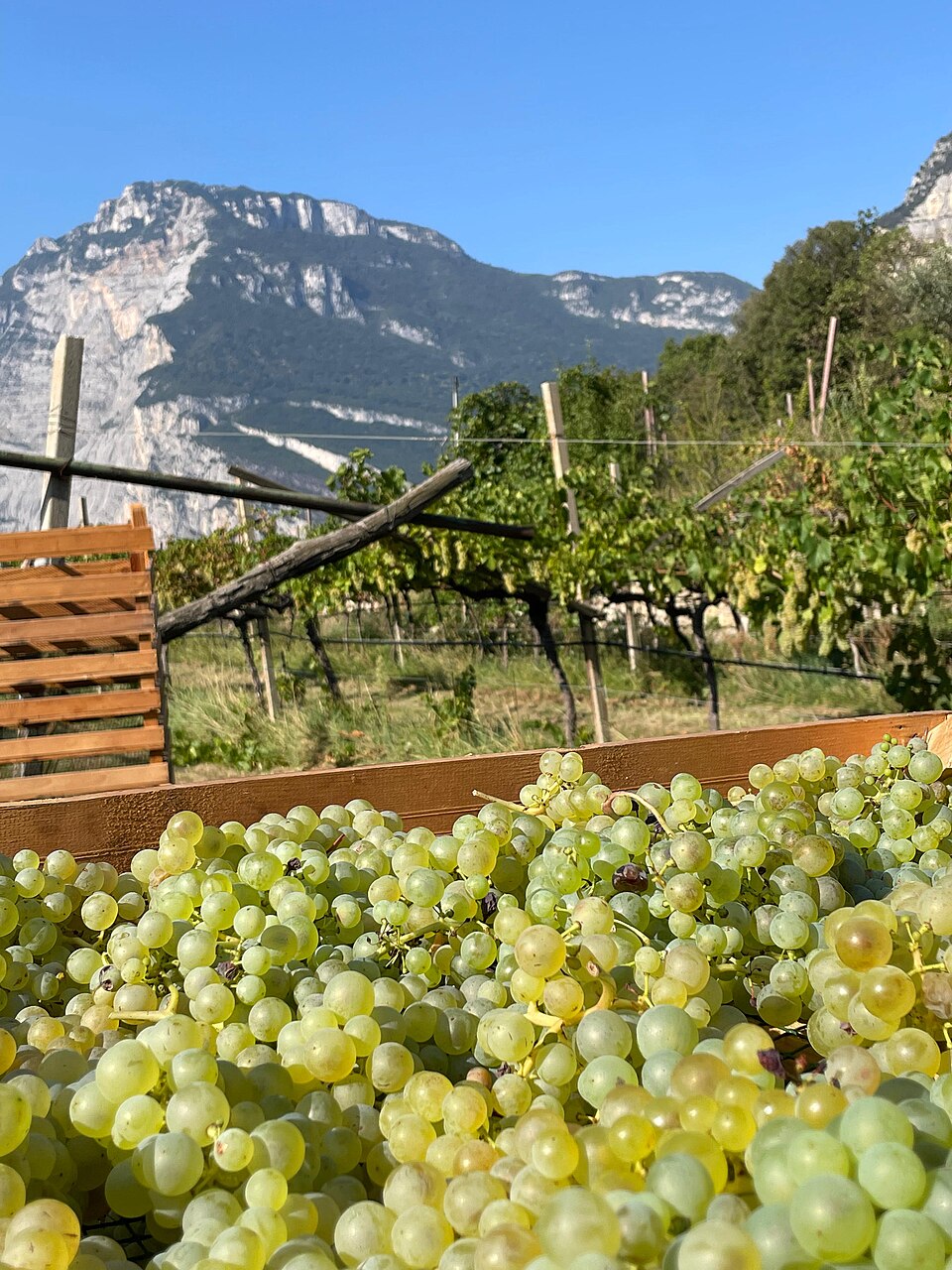 Vino Santo